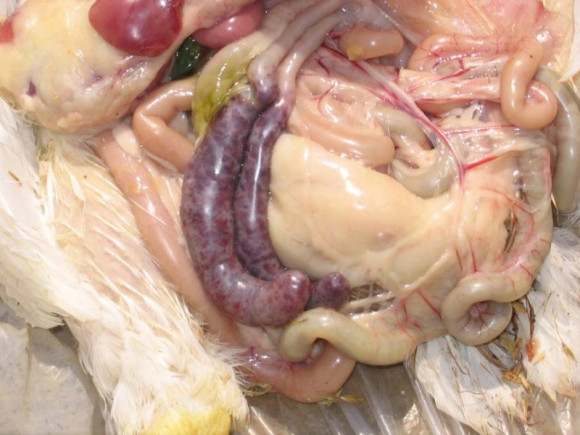 How to Treatment Poultry Coccidiosis