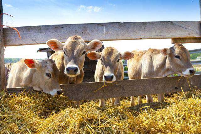 What are the symptoms of cattle and sheep mold poisoning? What should we do?