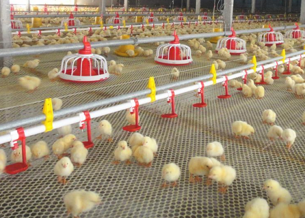 Preparing poultry houses for extended out times