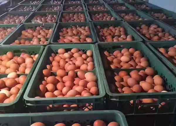 Profitability in egg industry