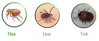 flea ticks